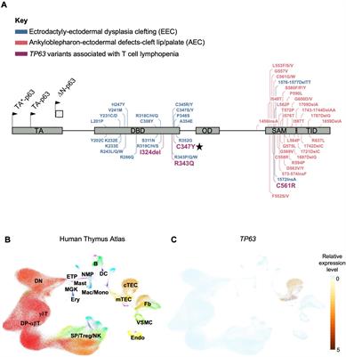 Case report: Artificial thymic organoids facilitate clinical decisions for a patient with a TP63 variant and severe persistent T cell lymphopenia